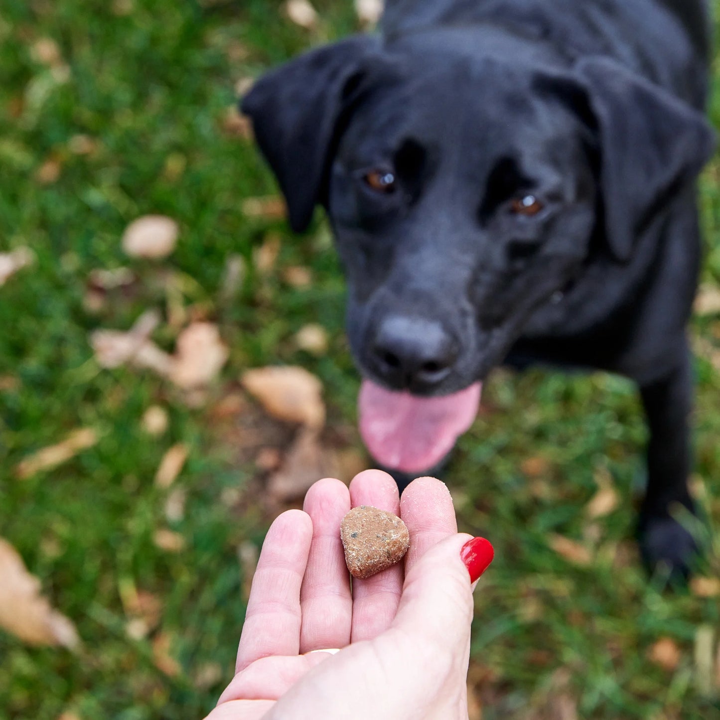 Allergy & Immune Mini Bites for Small Dogs, for Seasonal Allergies, Immune + Sensitive Skin & Gut Health, Lamb Flavor, 90Ct